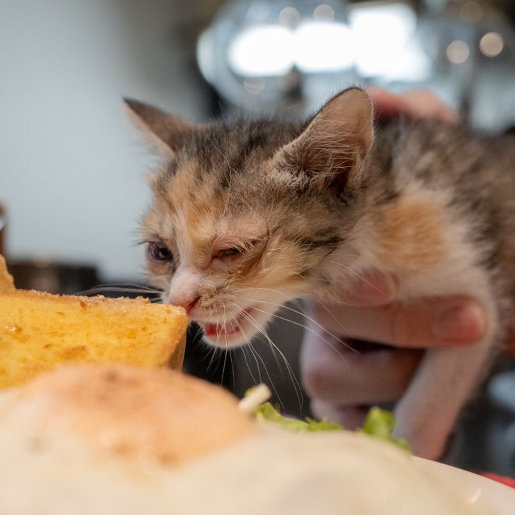 めっちゃ、食べたいニャ‼️