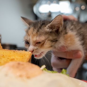めっちゃ、食べたいニャ‼️