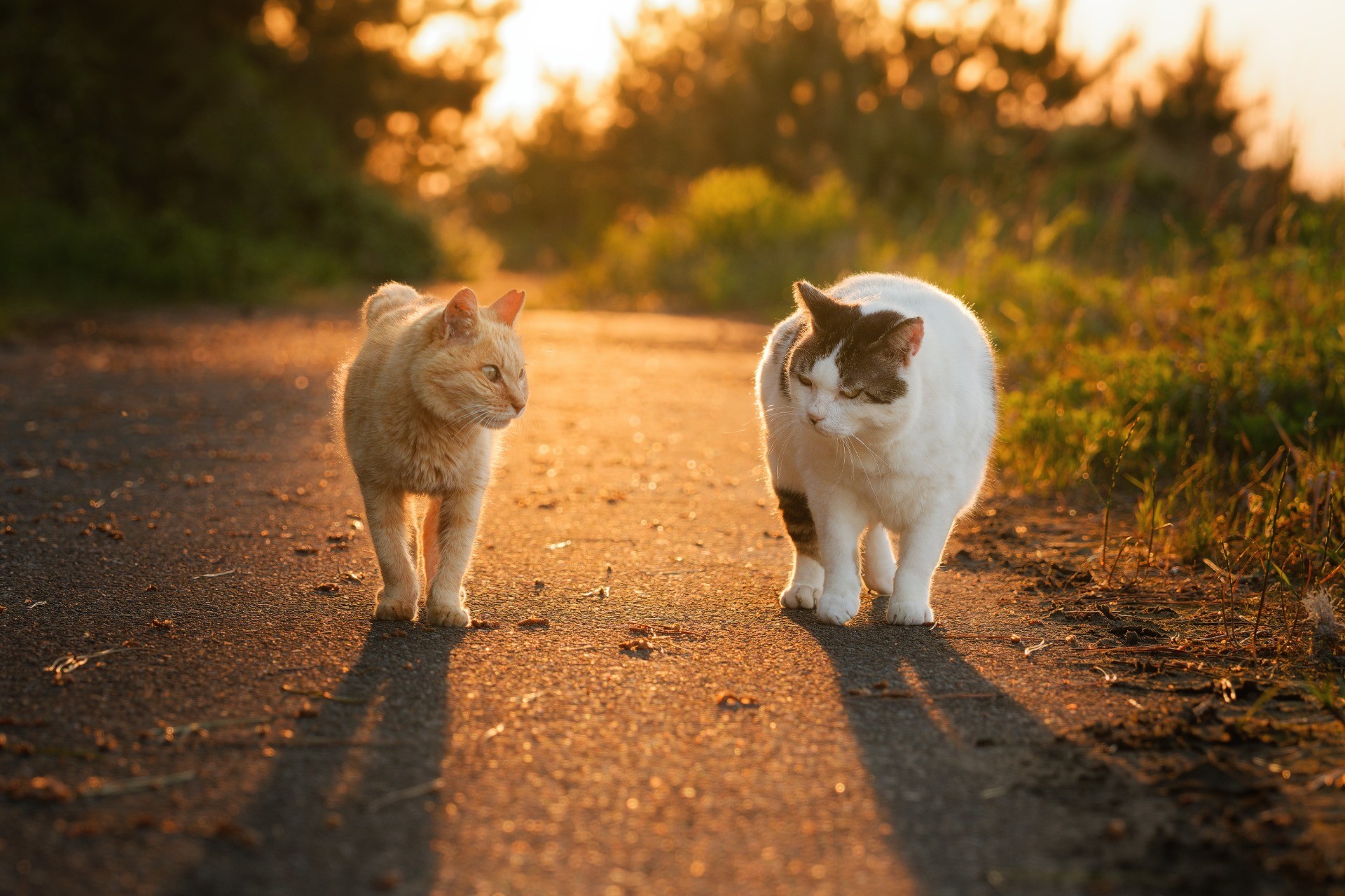夕暮れの帰り道