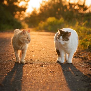 夕暮れの帰り道