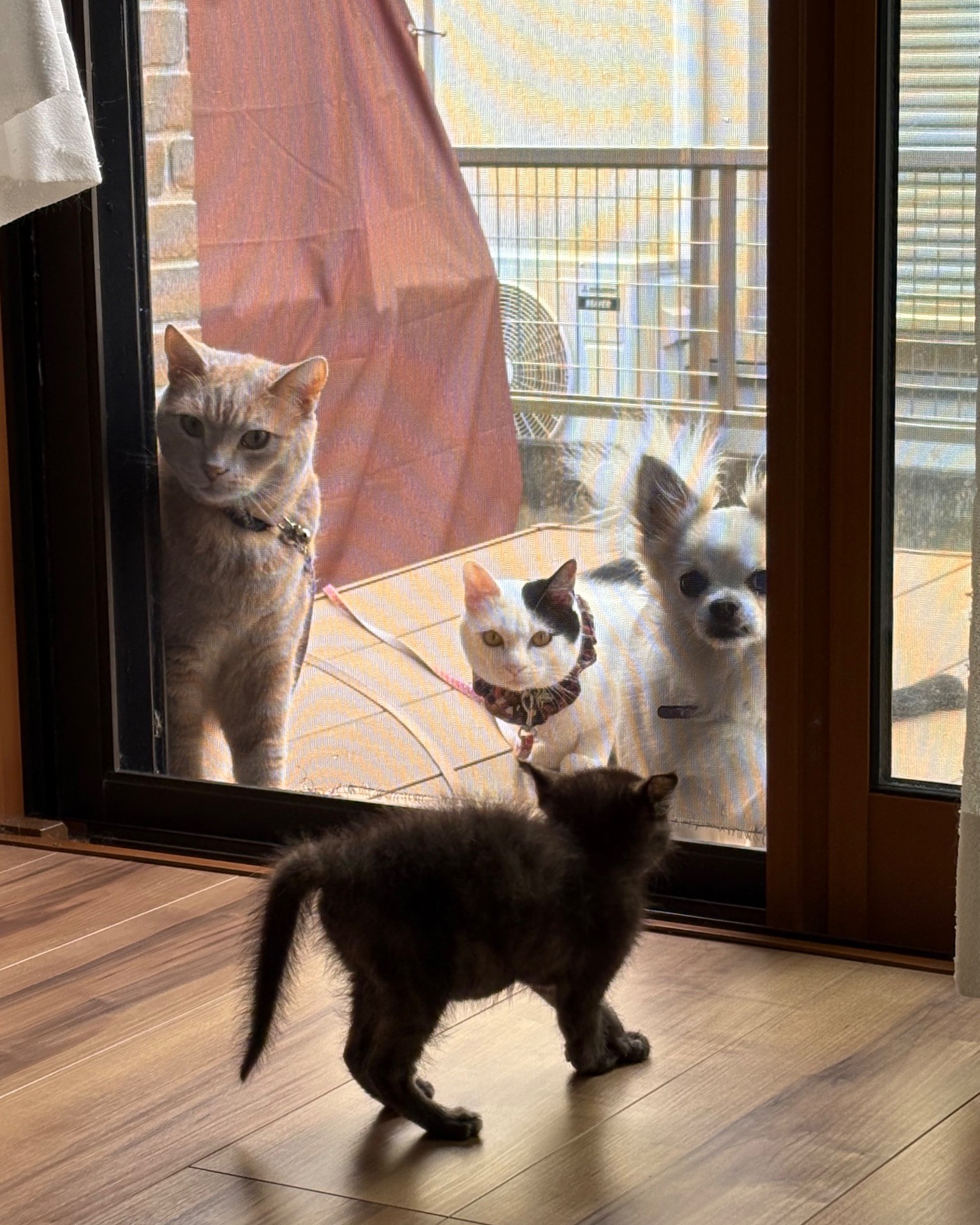 窓越しの家族写真