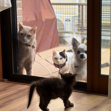 窓越しの家族写真