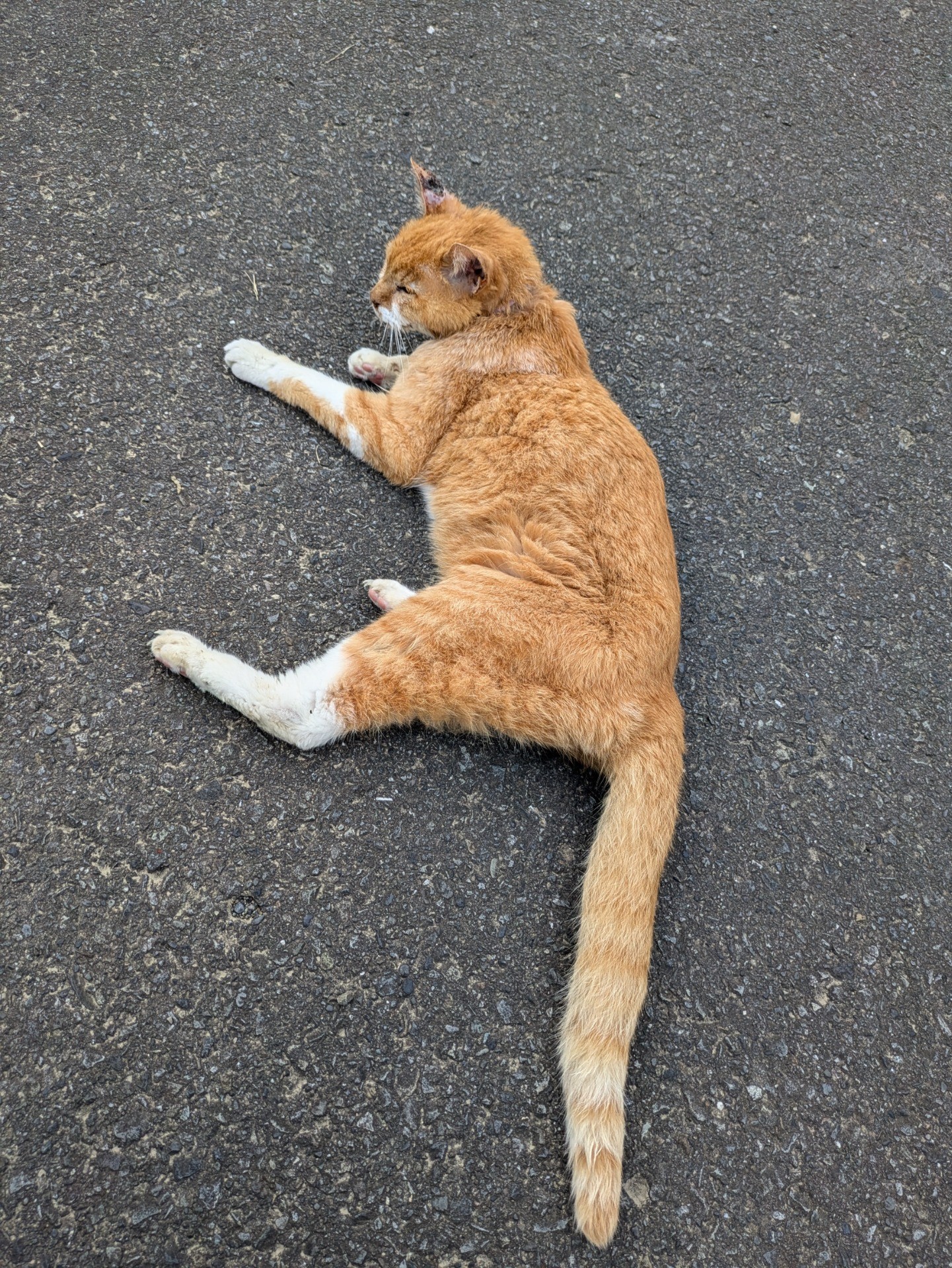 さいごにお散歩