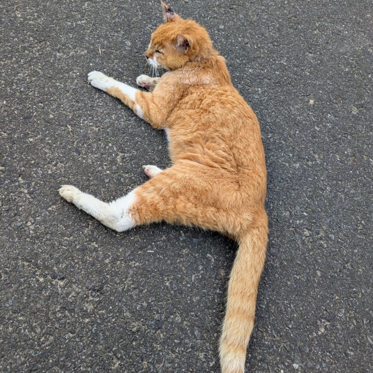 さいごにお散歩