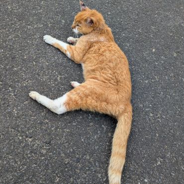 さいごにお散歩