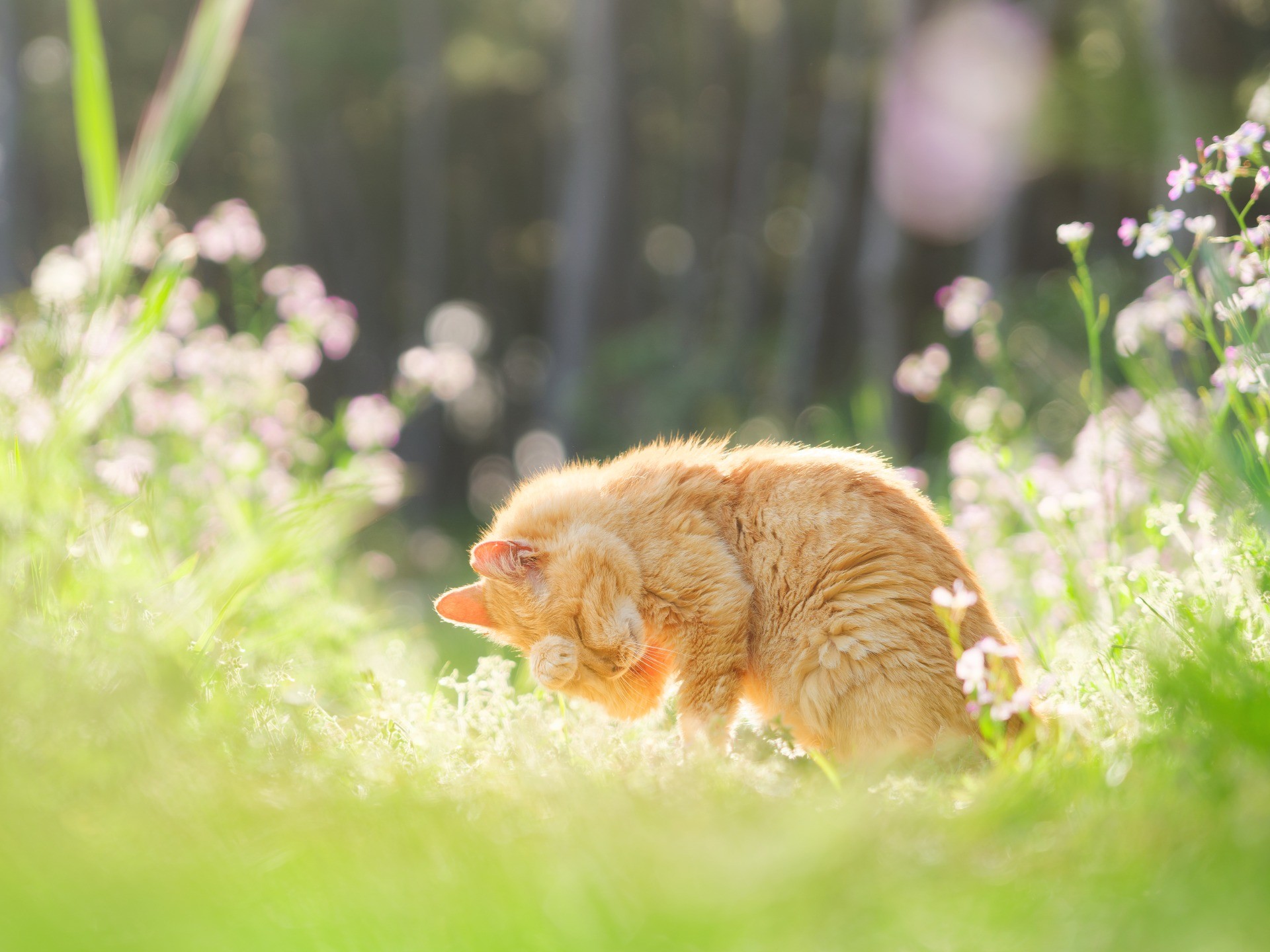 陽だまりの猫