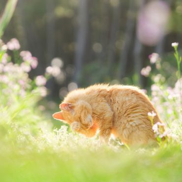 陽だまりの猫