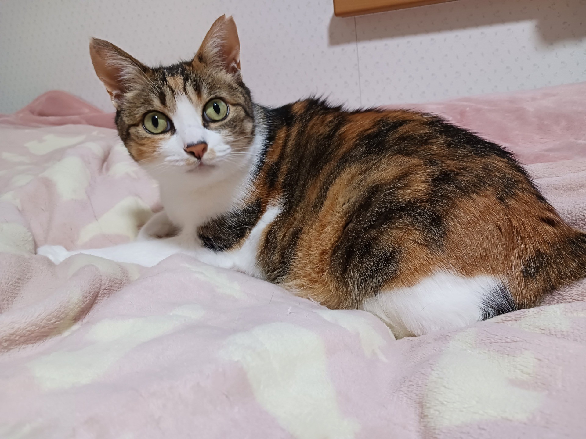 お嬢様