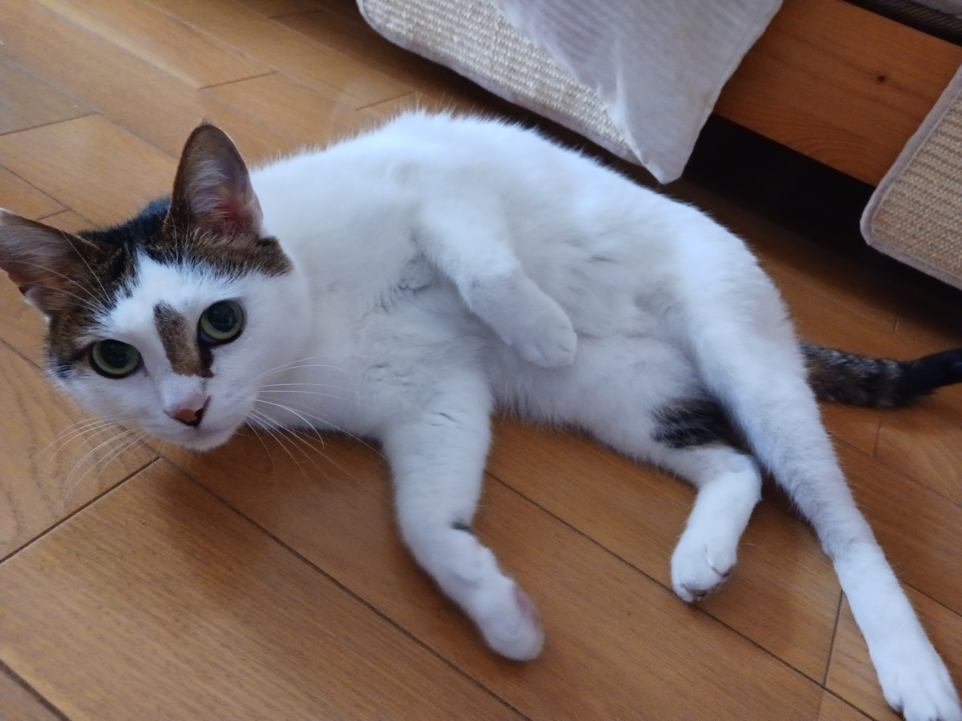 なきえもん