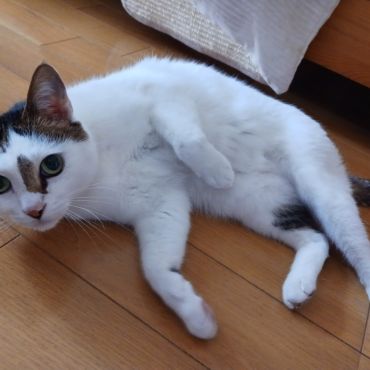 なきえもん