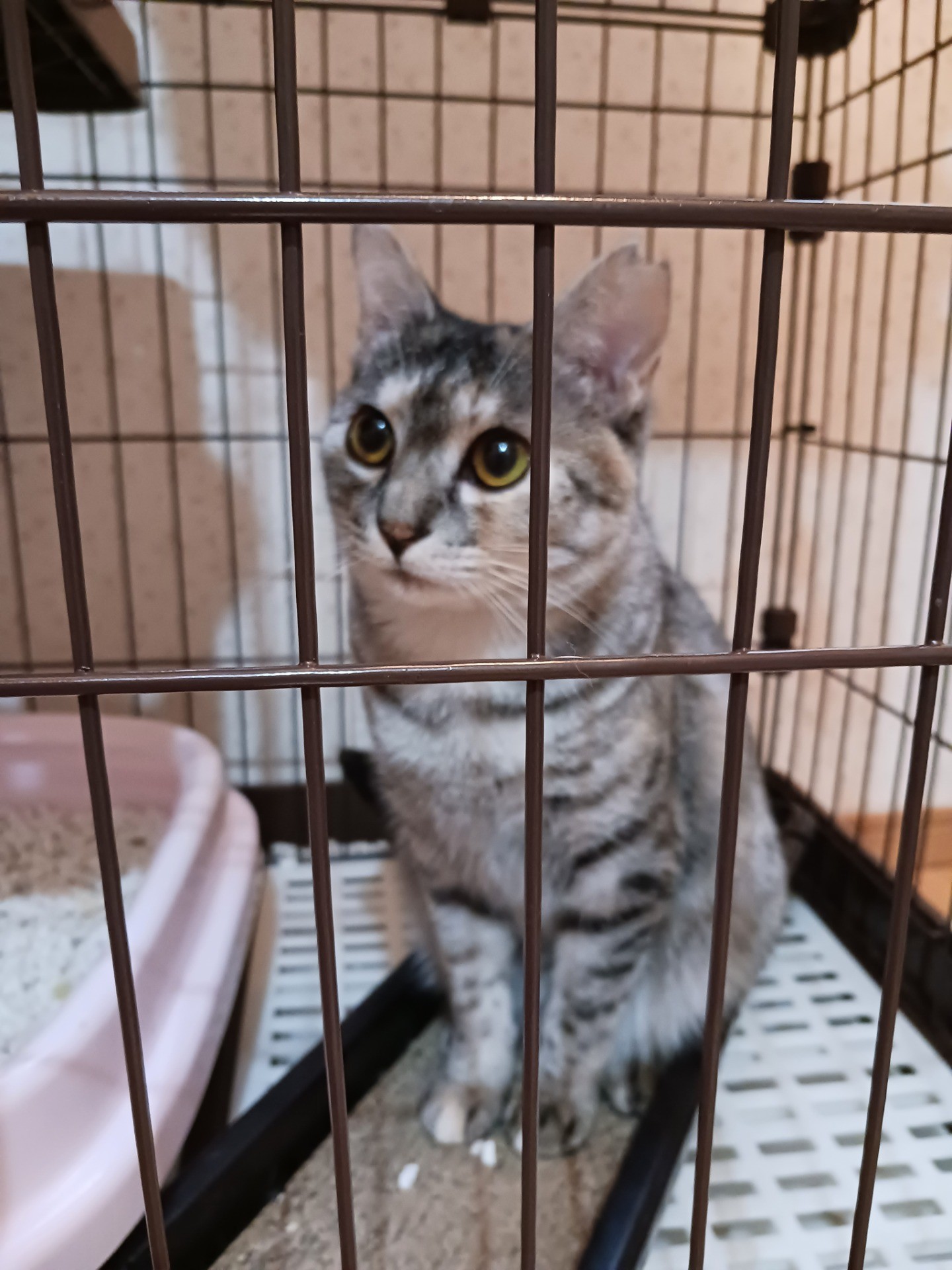 高齢者の飼えなくなった猫