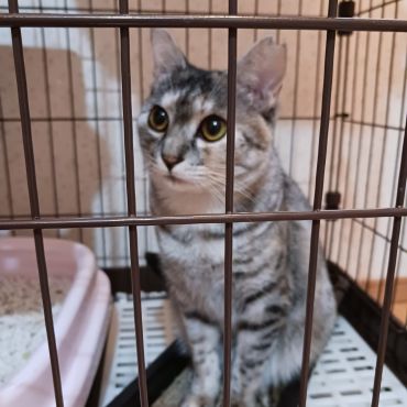 高齢者の飼えなくなった猫