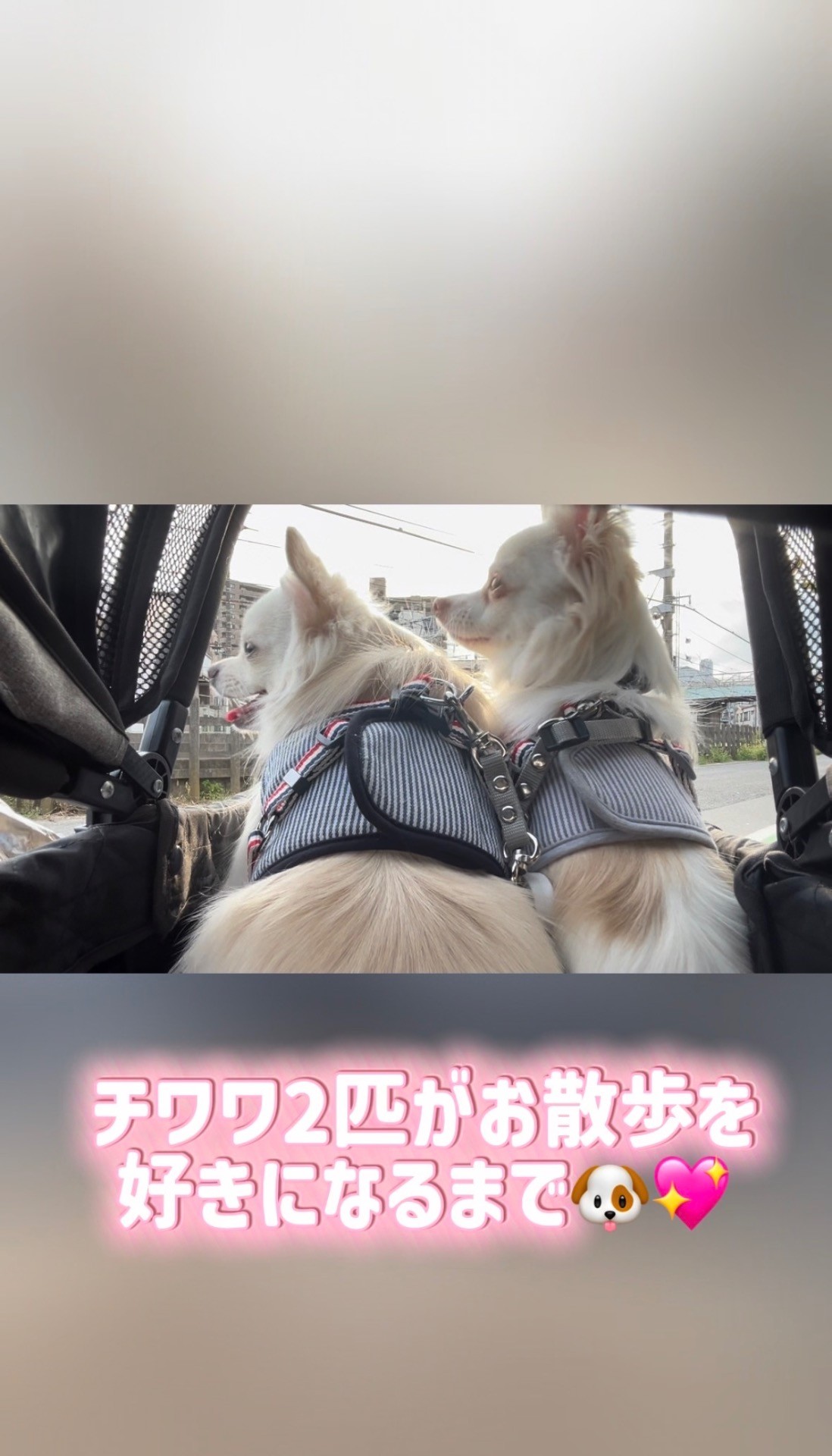 保護犬チワワ お散歩を好きになるまで🐶💖