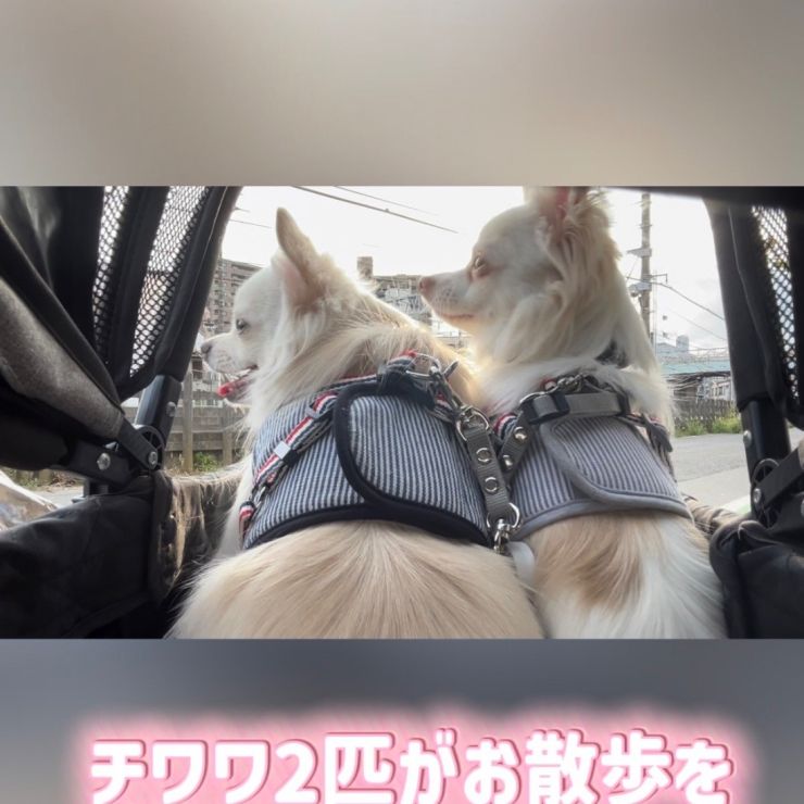 保護犬チワワ お散歩を好きになるまで🐶💖