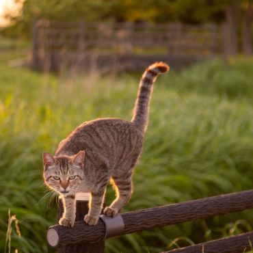 夕暮れの招待状