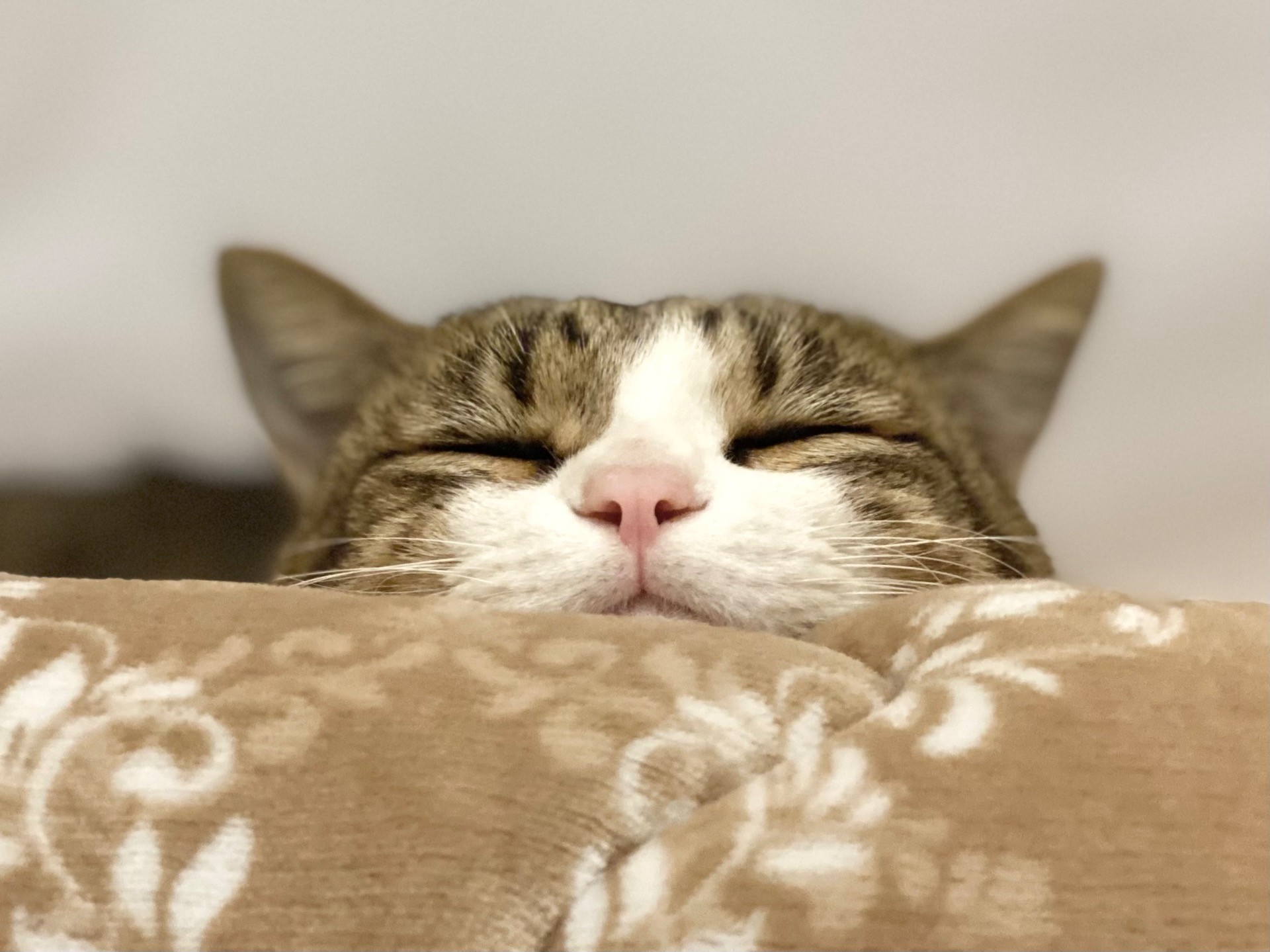 "あざとい"を知ってるの！？