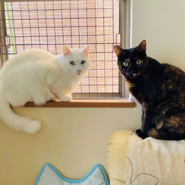 窓辺は猫の特等席