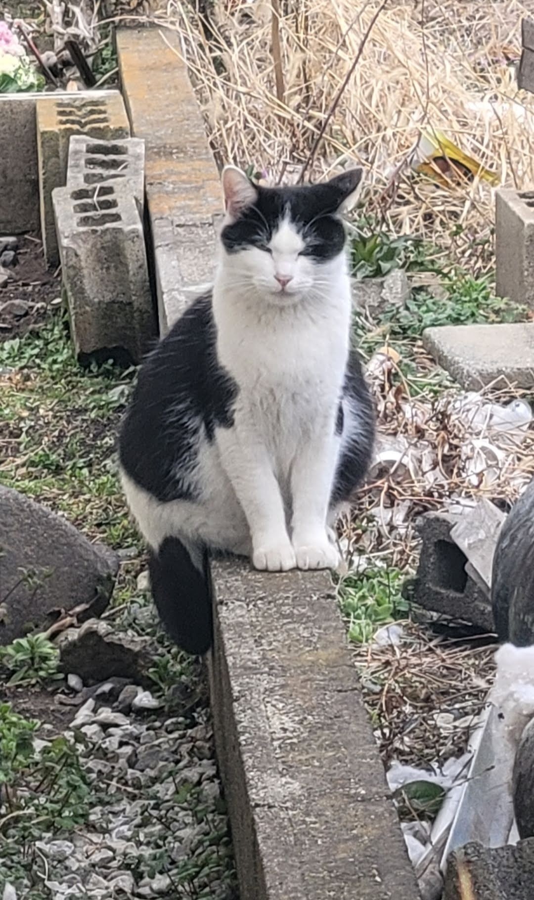 出産前夜のTNR