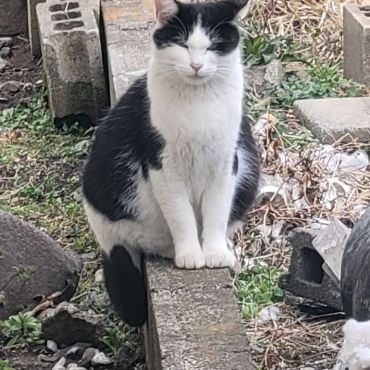 出産前夜のTNR
