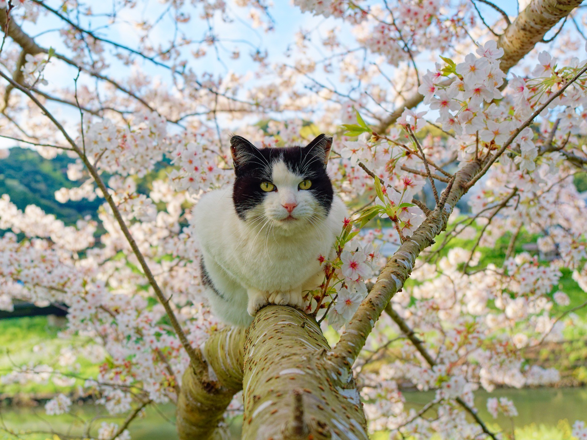 春は巡る