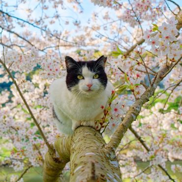 春は巡る