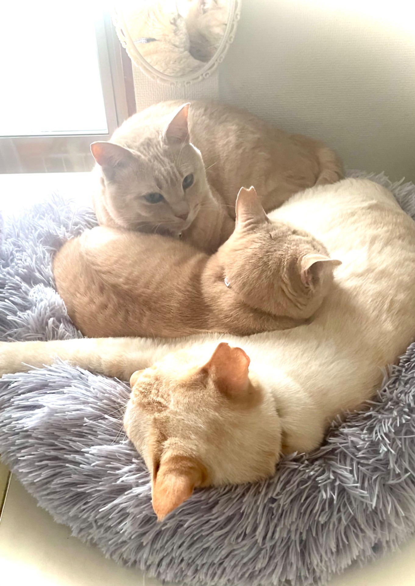 さくらねこの詰め合わせ