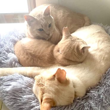 さくらねこの詰め合わせ