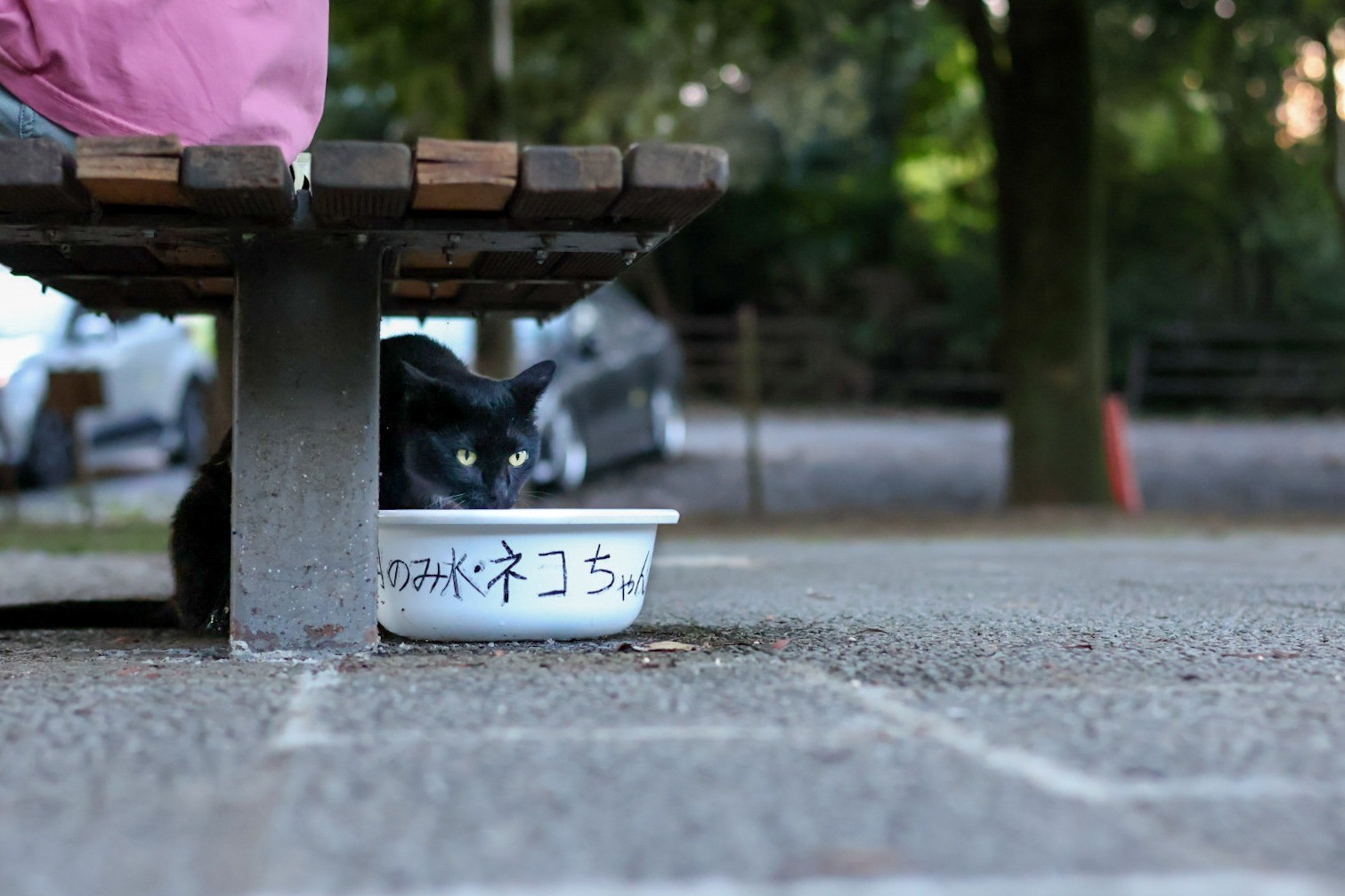ネコちゃん用のみ水