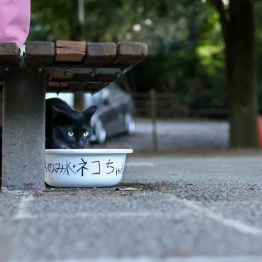 ネコちゃん用のみ水