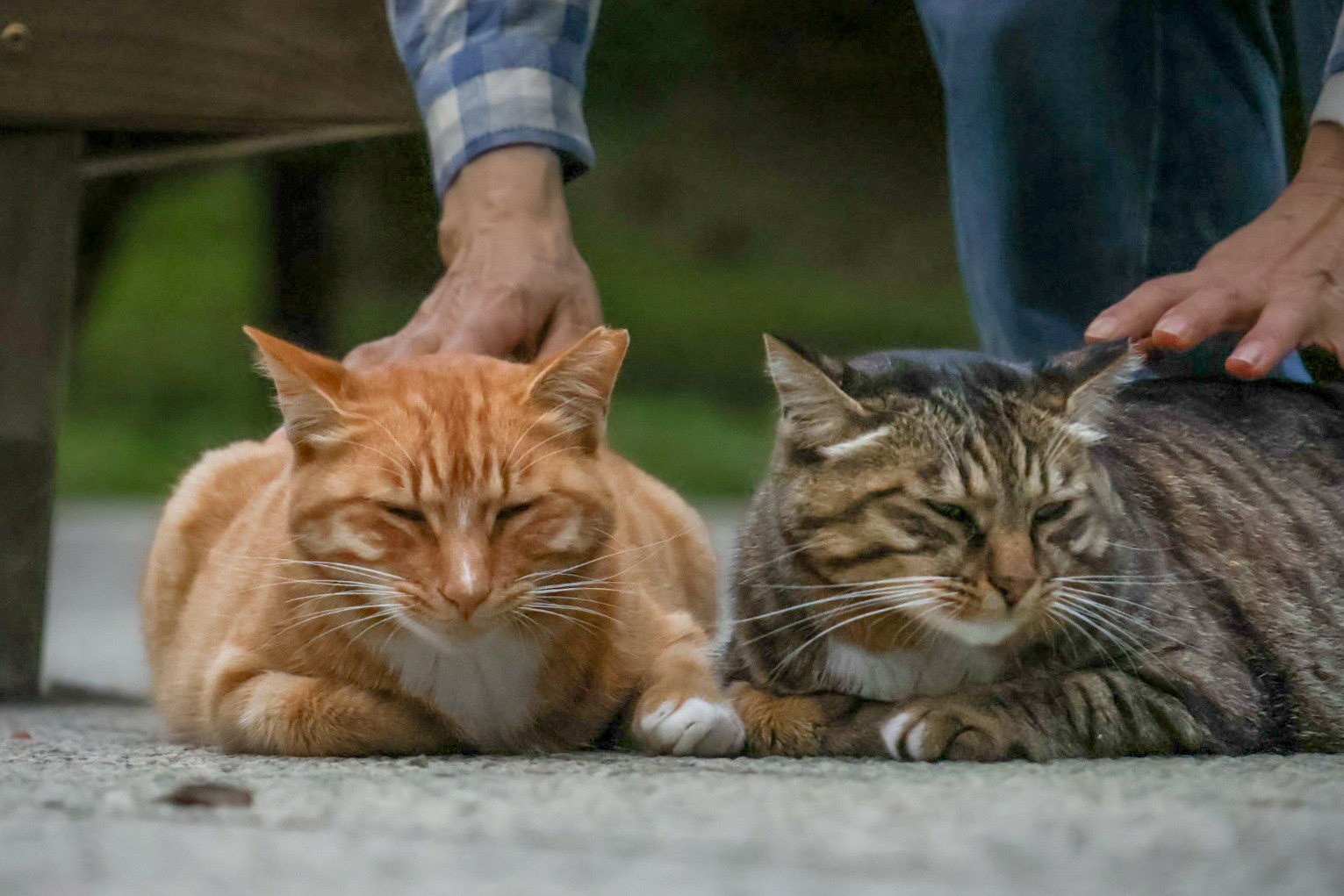 寄り添う姉弟猫