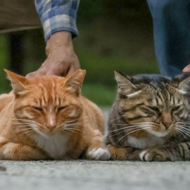 寄り添う姉弟猫
