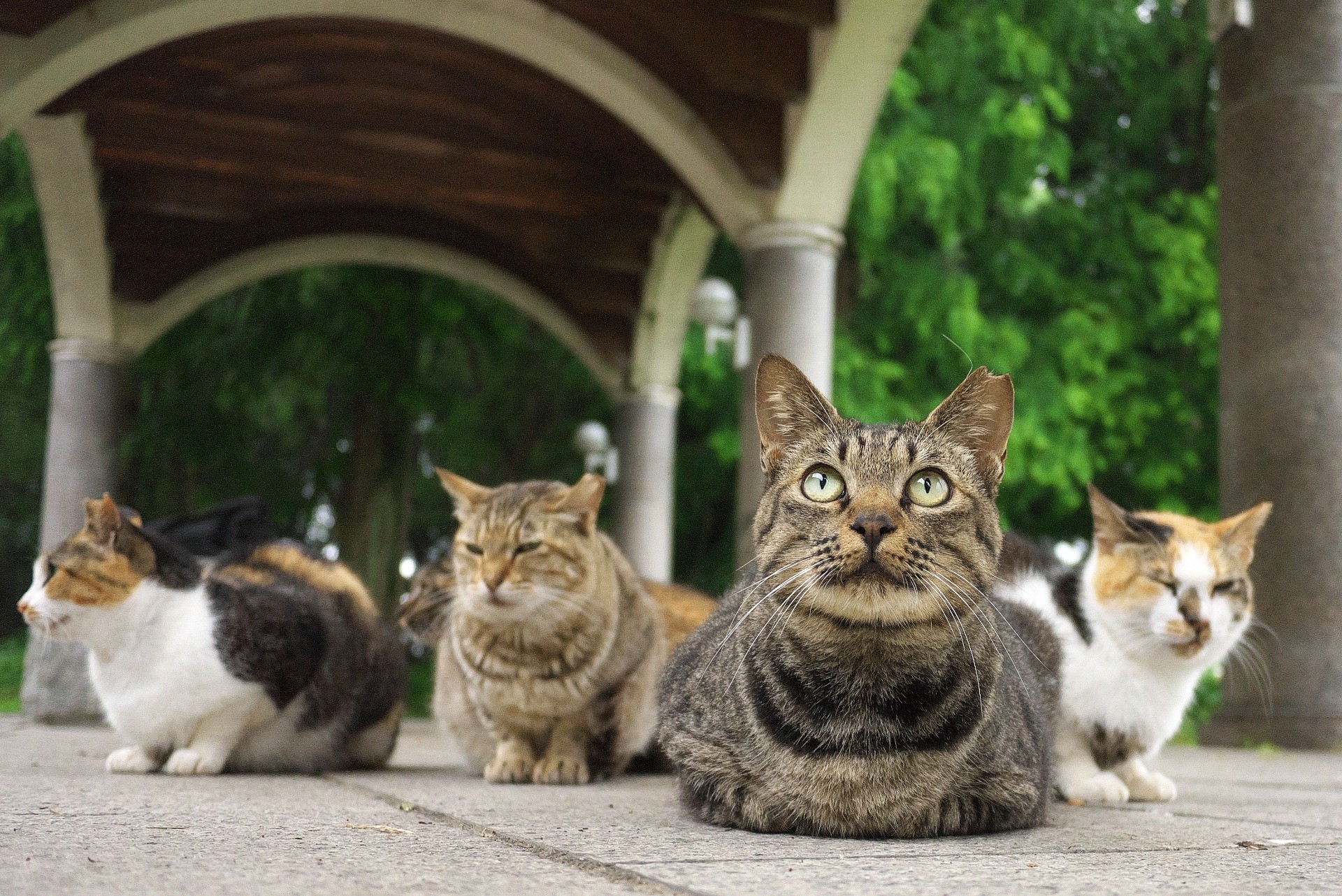 み～んなさくらねこ
