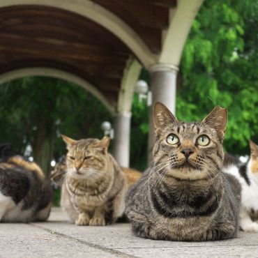 み～んなさくらねこ