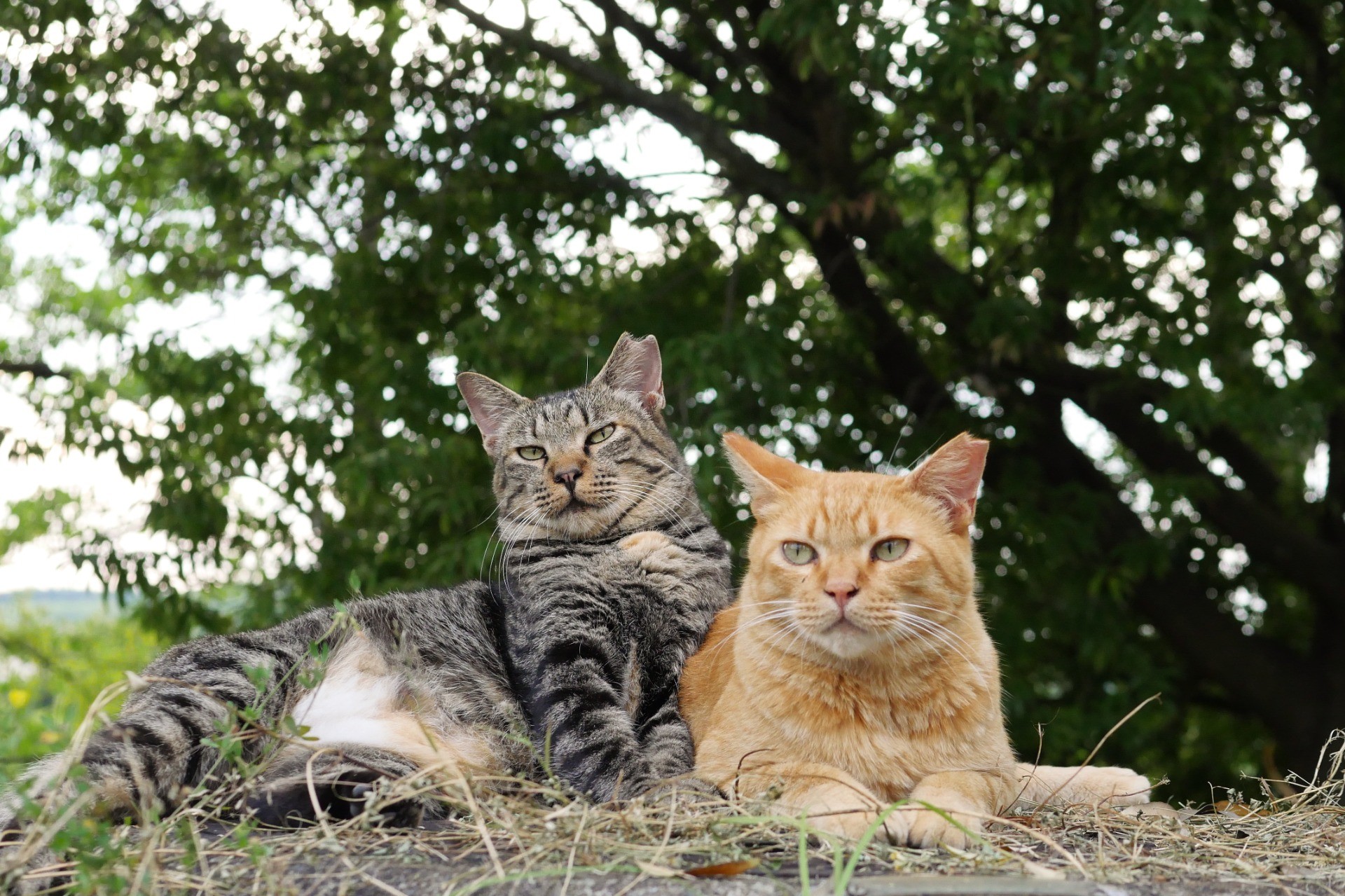 さくらねこ、お前もか！