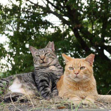 さくらねこ、お前もか！
