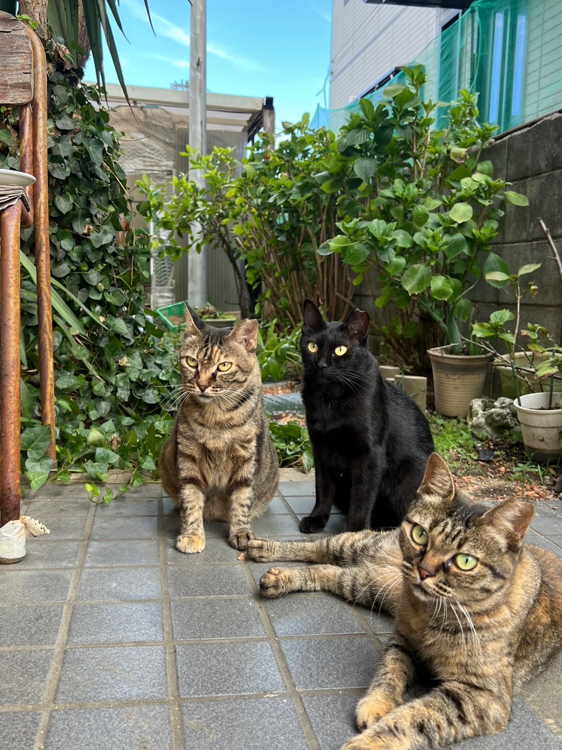さくら耳　親子の肖像