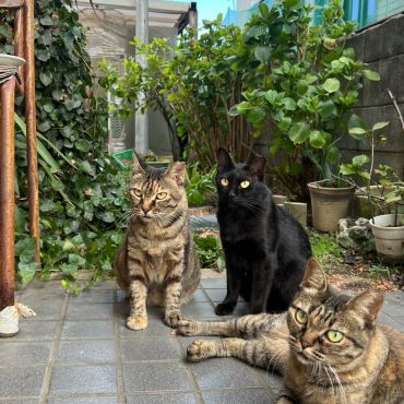 さくら耳　親子の肖像