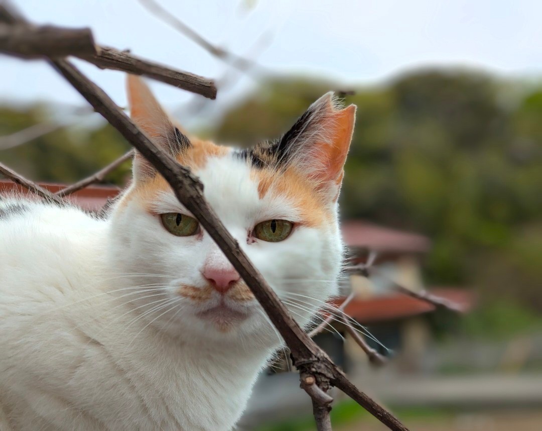 看板さくらねこ