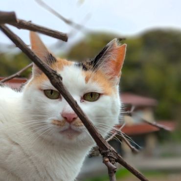 看板さくらねこ