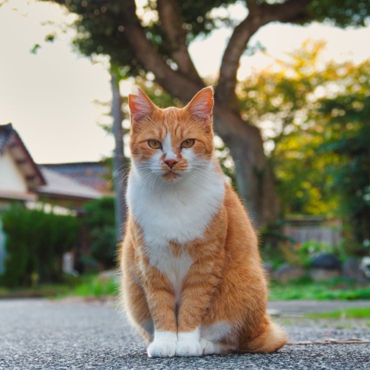 ごあいさつ