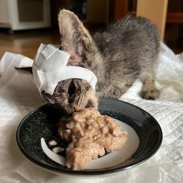生きようとする力