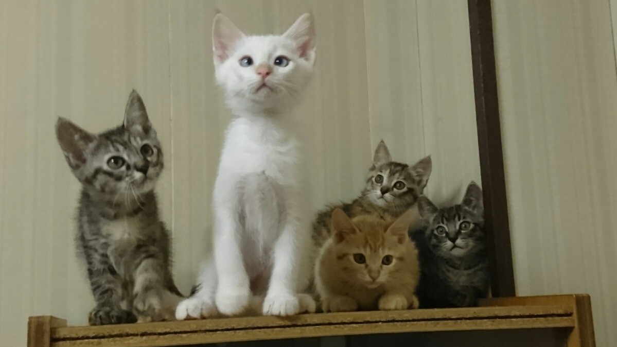 全員整列！😺