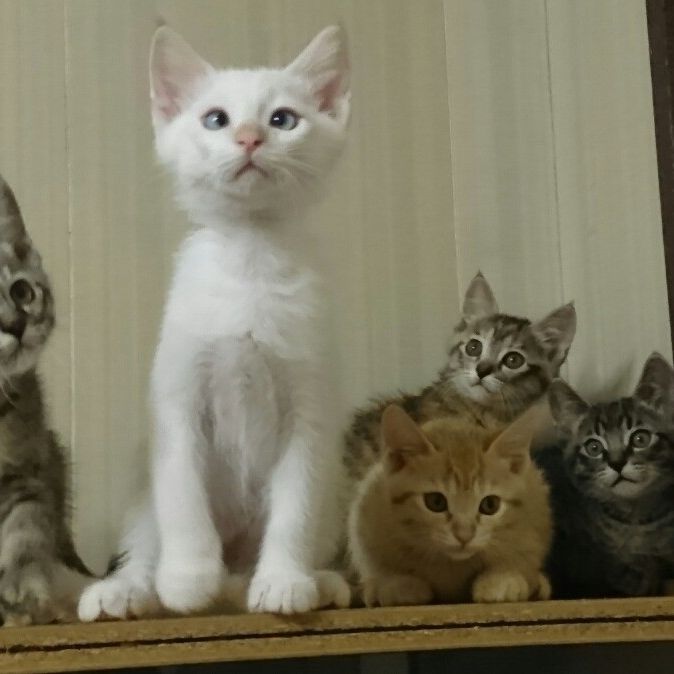 全員整列！😺