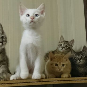 全員整列！😺