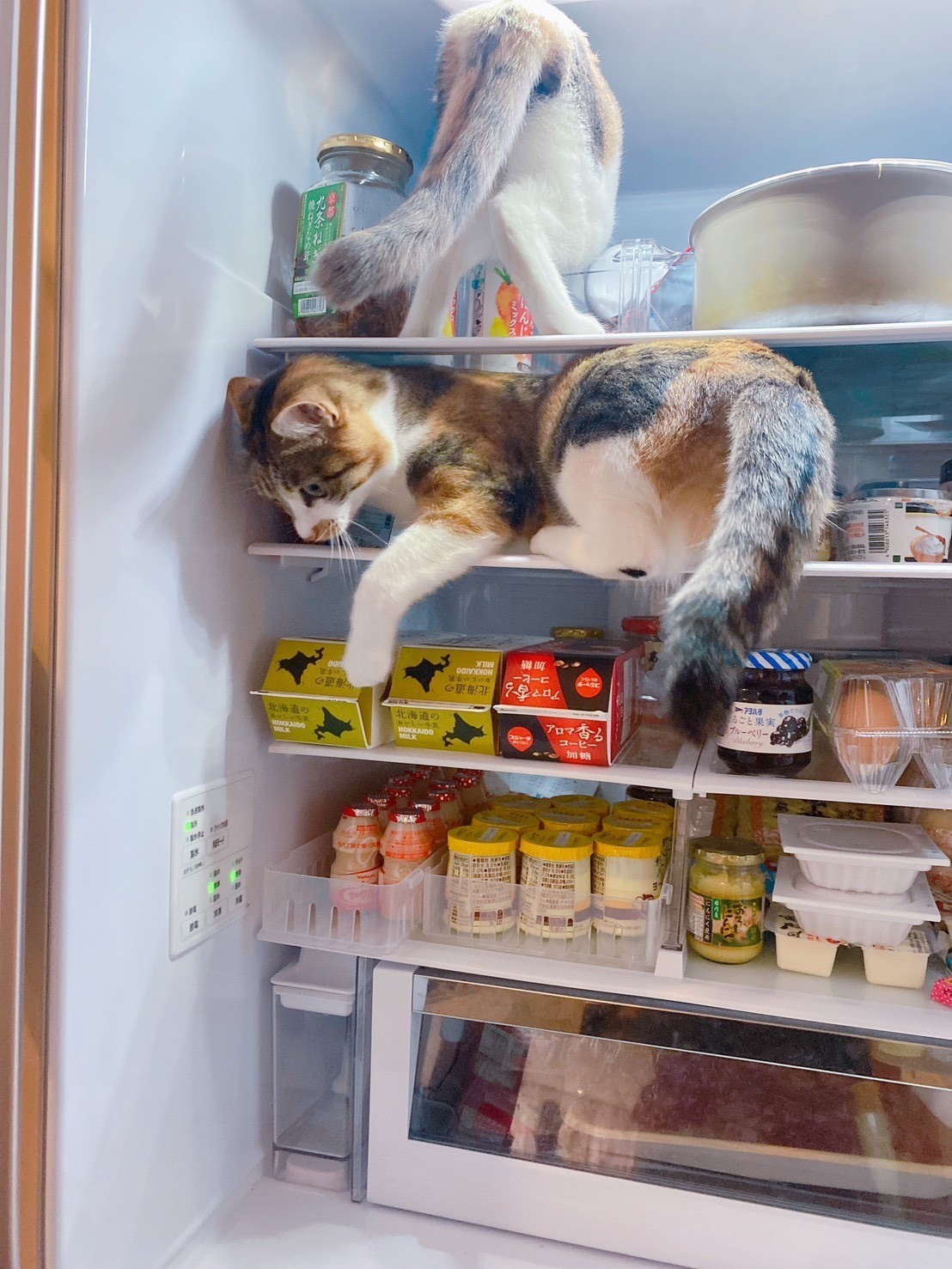 暑さしのぎ！😺