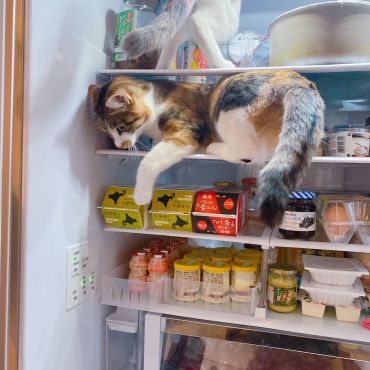 暑さしのぎ！😺