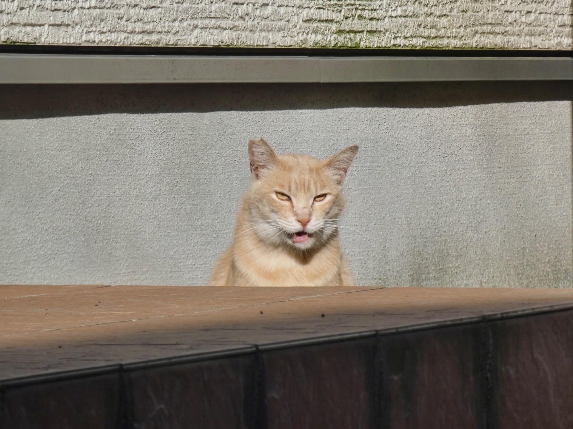 ごちそうさま！