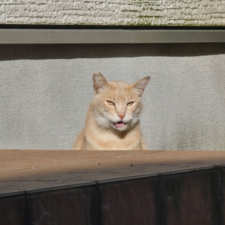 ごちそうさま！