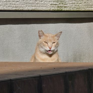 ごちそうさま！