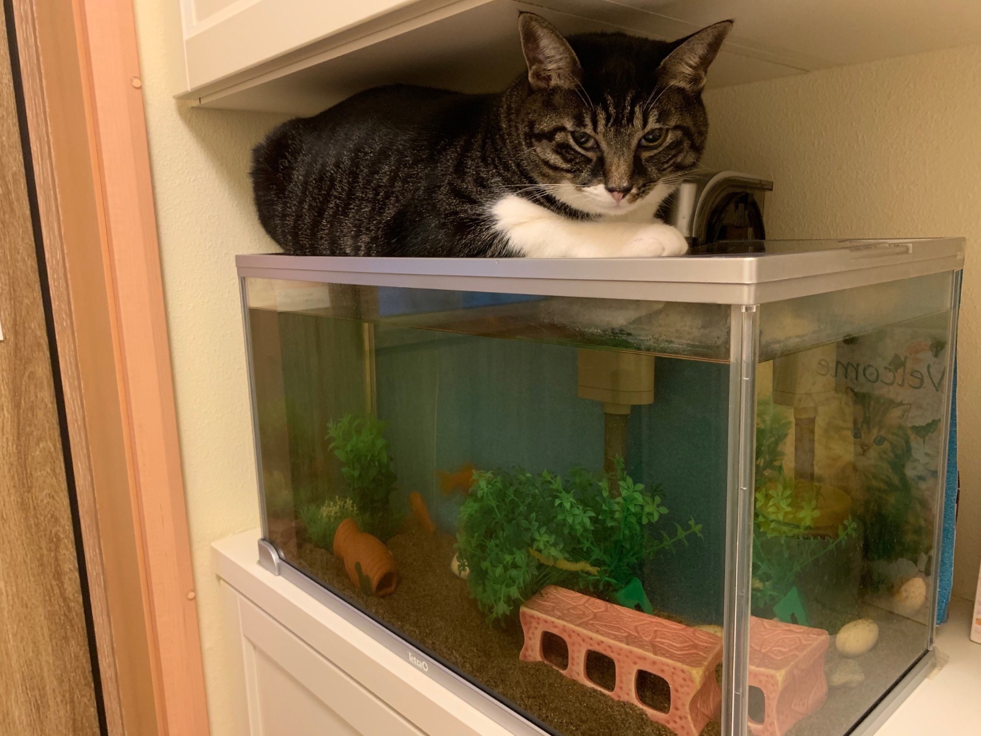 水槽の番人